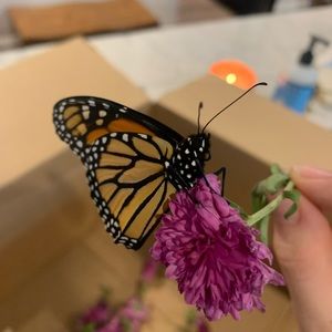 Meet your Posher, Sydney